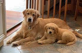 Yes, usually do visit shake a paw and let us unite your family with one of our very special puppies today puppies for sale in long island, new. 5 Best Golden Retriever Breeders In Massachusetts Dogblend