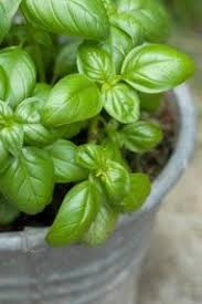 Epingle Par Laura Mar Sur La Filosofia Di Che E Cultura Jardin Potager Idee Jardinage Cultiver Des Herbes