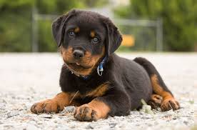Black And Tan Pugalier Rotty Puppy Rottweiler Breed Rottweiler Dog Rottweiler Puppies
