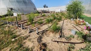 A Revolution In Food Production In Raw Desert Issuewire