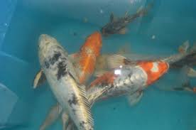 At clarke koi ponds, we have a wide variety of japanese and domestic koi housed in 6,000 gallons of water. Koi Fish For Sale Classifieds For Jobs Rentals Cars Furniture And Free Stuff
