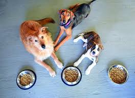 We free feed our cats. 5 Reasons Not To Free Feed Your Dog Whole Dog Journal