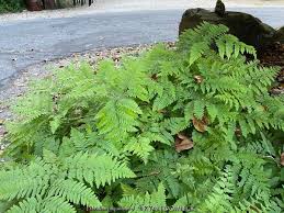 Image result for Pteridium