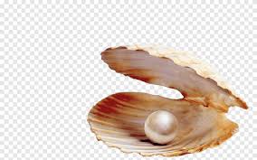 Also shell transparent pearl available at png transparent variant. Clamshell With Pearl Pearl In Shell Food Seashells Png Pngegg
