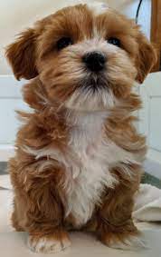 We did not find results for: Puppies California Havanese