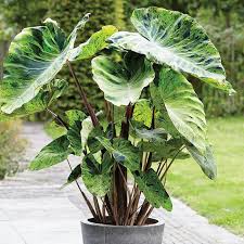 3 jumbo elephant ear, giant upright (alocasia odora) exotic, tropical, plants. Elephant Ears Mojito Jumbo Spring Flower Bulbs Eden Brothers Elephant Ear Bulbs Elephant Ear Plant Bulb Flowers