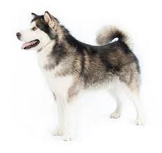 Its thick coat is usually gray and white or black and white, the colours frequently forming a caplike or masklike marking on the head. Pies Malamut Opis I Charakterystyka Rasy Purina