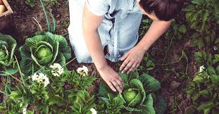 Sage helps to dry up breast milk because it contains a natural form of estrogen. How To Dry Up Breast Milk 7 Methods To Try And 3 To Avoid