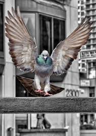 Espace Brut De La Prose Du Matin Premiere Pression A Froid Les Arts Debauches Races De Pigeon Beaux Oiseaux Animaux Et Oiseaux