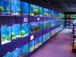 Temukan kebutuhanmu di lapak aneka aquarium daerah banten, kab. Http Www Mobydickpets Com Resources Img 1046 Fresh Fish Aisle Jpg Aquarium Set Animal Room Fishing Room