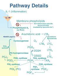 Maybe you would like to learn more about one of these? Prostaglandin Leukotriene And Thromboxane Synthesis Ppt Download