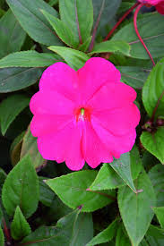 Image result for Impatiens irvingii