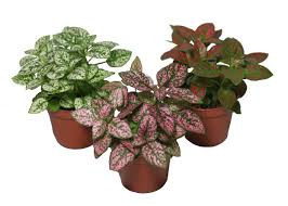 We did not find results for: Plantas De Interior Hypoestes Phyllostachya Plantas Interior Flor De Planta