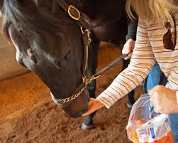 Medina spirit is the only horse in the race to test positive. 8xkdqwtx3horwm