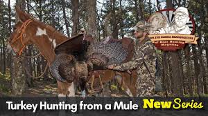 Easily accessing calls, binoculars, or ammo with less movement can improve your stealth, or just make it easier to pack up and move for a run and gun style hunt. Vlog 11 Turkey Hunting From A Mule Youtube