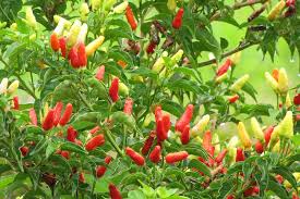 Image result for Capsicum