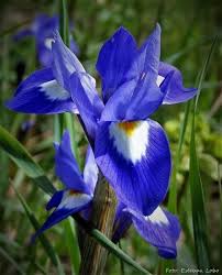 Image result for Moraea niassensis