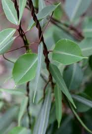 Image result for Cryptolepis cryptolepioides