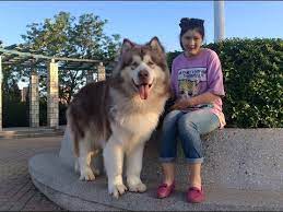 If you selected a specific state, try your search again using a neighboring state or no state at all. Perfect Pedigree Cambodia S Pedigree Female Giant Alaskan Malamute Puppies For Sale Youtube