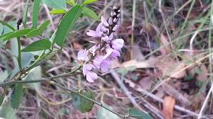 Image result for Indigofera emarginella
