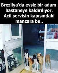 adil cevik adli kullanicinin gercekler panosundaki pin komik hayvan alintilari hayvan haklari resimli alintilar