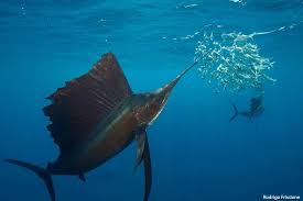 What Is The Fastest Fish In The Ocean Find Facts From Noaa Gov Ocean Sailfish Marine Mammals