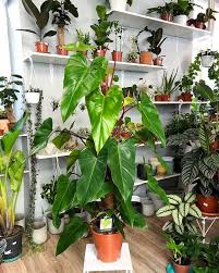 Philodendron Red Emerald Queen Plants Houseplants Philodendron