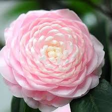 Pin On Flora