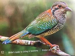 318steve kaufman 273howard behrens 272alexandra nechita 245r.c. Scaly Ground Roller Madagascar Photo Ken Behrens Ornithology Animals Behrens