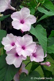 Image result for Ipomoea carnea