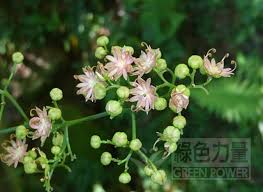 Image result for Illigera