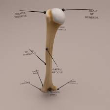 3ds Max Humerus Arm Bone Anatomy Anatomy Bones Arm Bones Human Body Anatomy