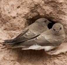 Image result for Wahlenbergia paludicola