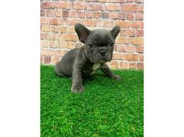 Stunning french bulldog puppies kc registered microchipped vaccinated wormed great example of the breed small compact and sturdy ready for 5*homes no time wasters. French Bulldog Puppies Petland St Louis Missouri