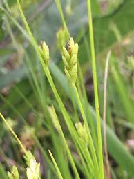 Image result for Carex leptosaccus