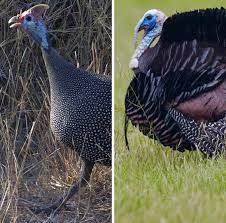 Turkey vs guinea in competition friendlies. Why Americans Call Turkey Turkey The Atlantic