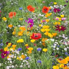 West Wildflower Seed Mix American Meadows Wild Flower Meadow Wildflower Seeds Wildflower Garden