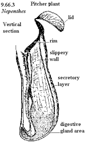 Black And White Images Of Pitcher Plant Pin On Homeschool