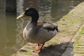 Pato is one of pocoyo's best friends and main character in the series. Pato En El Canal Picture Of Utrecht Utrecht Province Tripadvisor