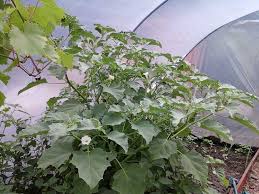 Image result for Datura ferox