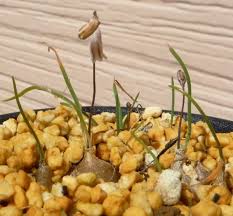 Image result for Litanthus pusillus