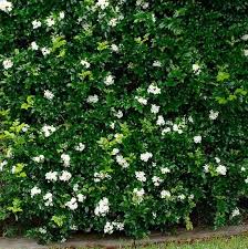 Image result for Murraya paniculata