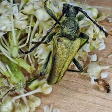 Image result for Leptochloa obtusiflora