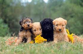 Lakeland Terrier Puppies Terrier Dog Breeds Terrier Breeds Dog Breeds