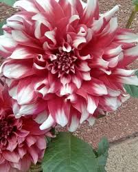 From the two who brought you the modern classic below the heavens comes give me my flowers while i can still. My Garden Rose Poem Letterpile
