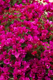 A continuous sequence of bloom. Oo La La Bougainvillea