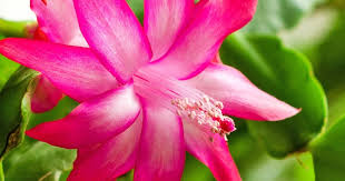 Plant enthusiasts who feel they do not have the skills required to grow healthy house plants might want to learn how to grow cactus indoors. How To Grow And Care For Christmas Cactus Lovethegarden