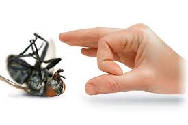 The common house fly generally eats a mix of rotting garbage and animal feces. 9 Natural Ways To Get Rid Of Flies Both Inside And Outside