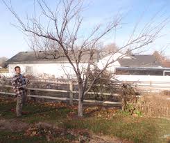 Image result for pruning plum trees