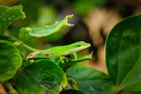 How the lizard manages to detach its tail without any apparent injury is a mystery. How To Safely Catch And Hold A Wild Lizard Pethelpful